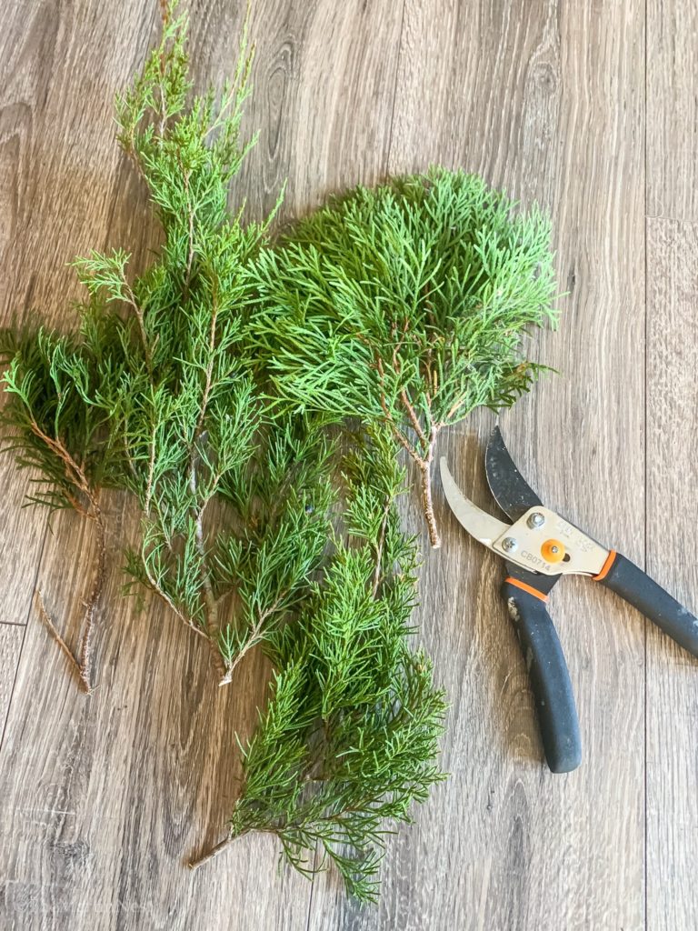 Fresh Evergreen clippings for DIY mini holiday trees