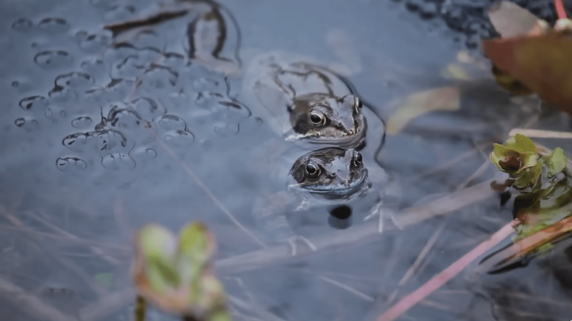 welcome wildlife and enjoy