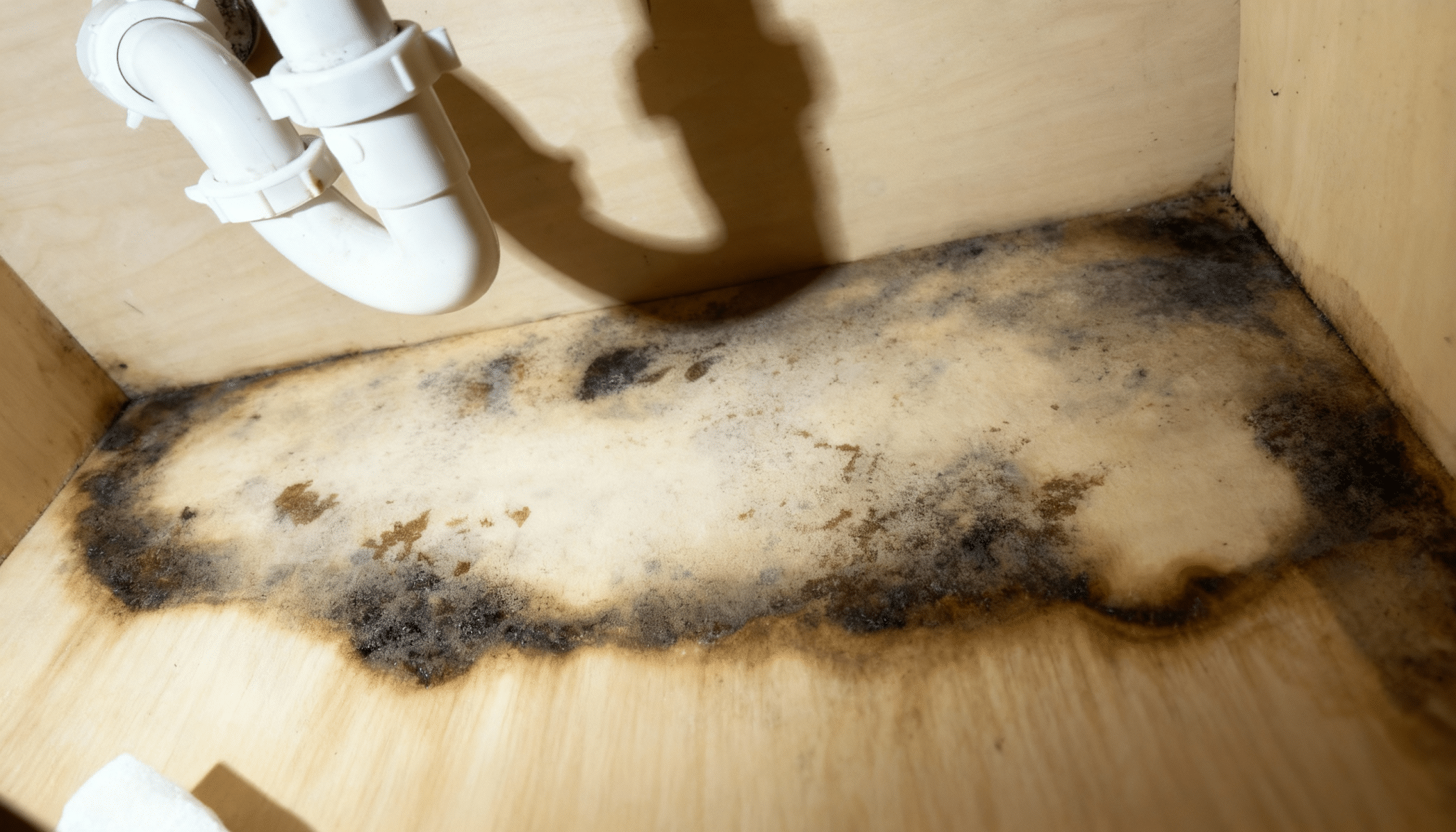 how-to-recognize-mold-under-the-sink