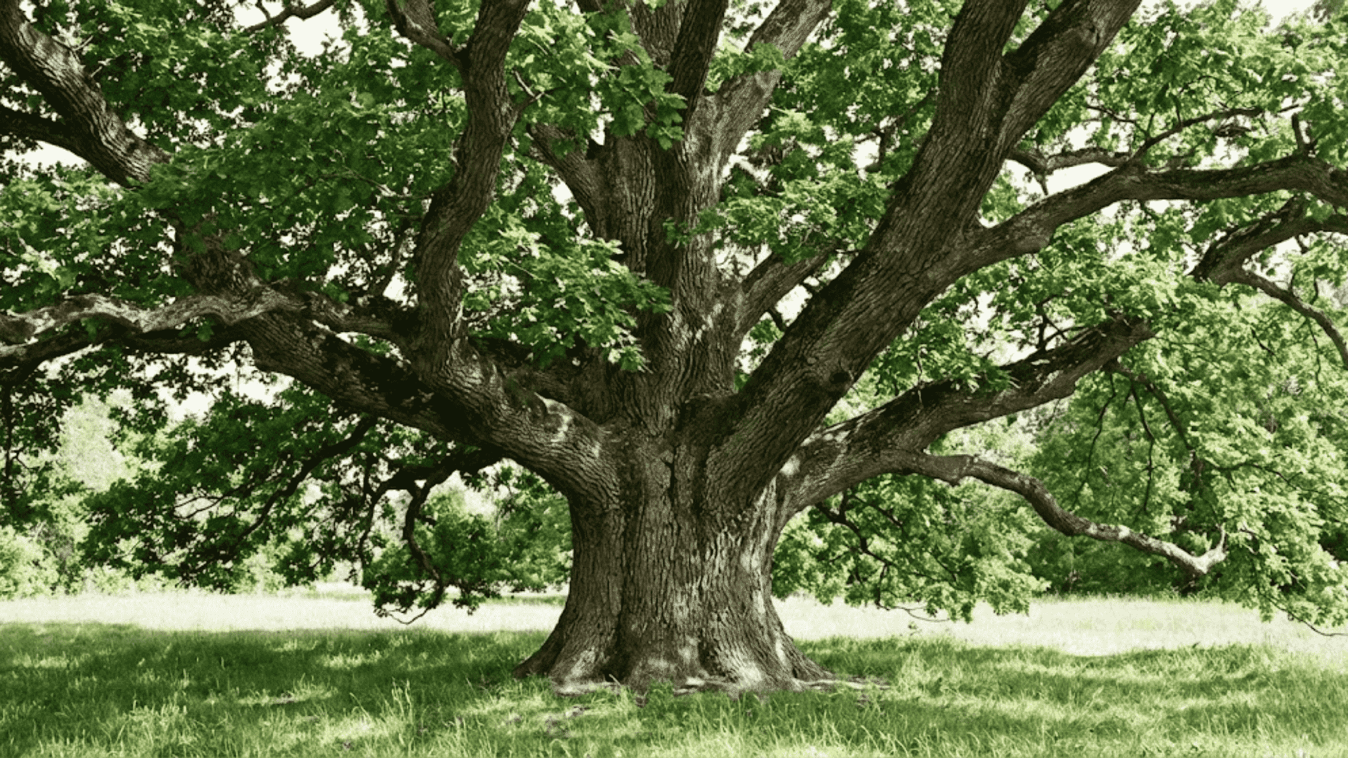 choose a strong and healthy tree