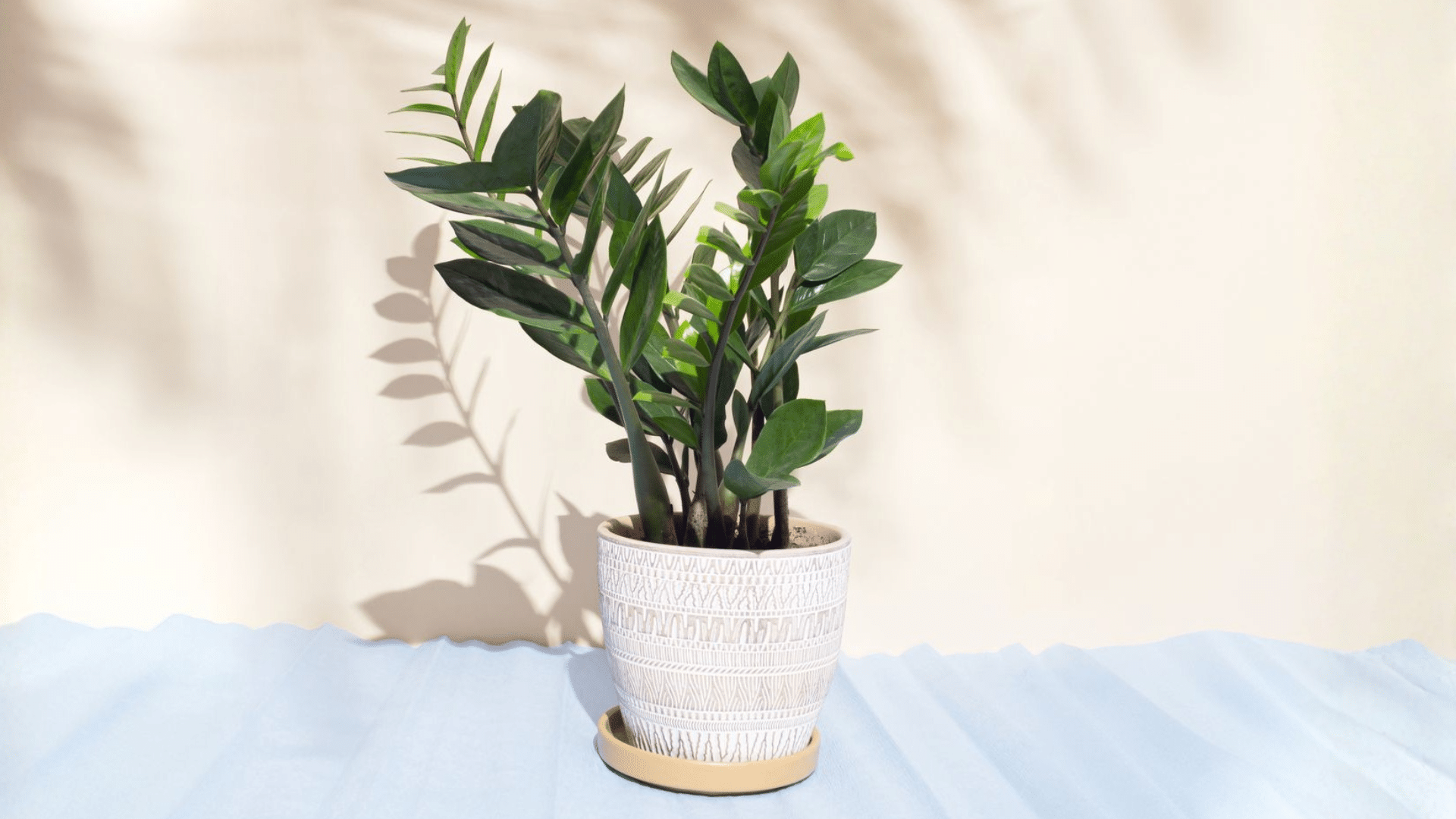 The Benefits of Keeping a ZZ Plant at Home