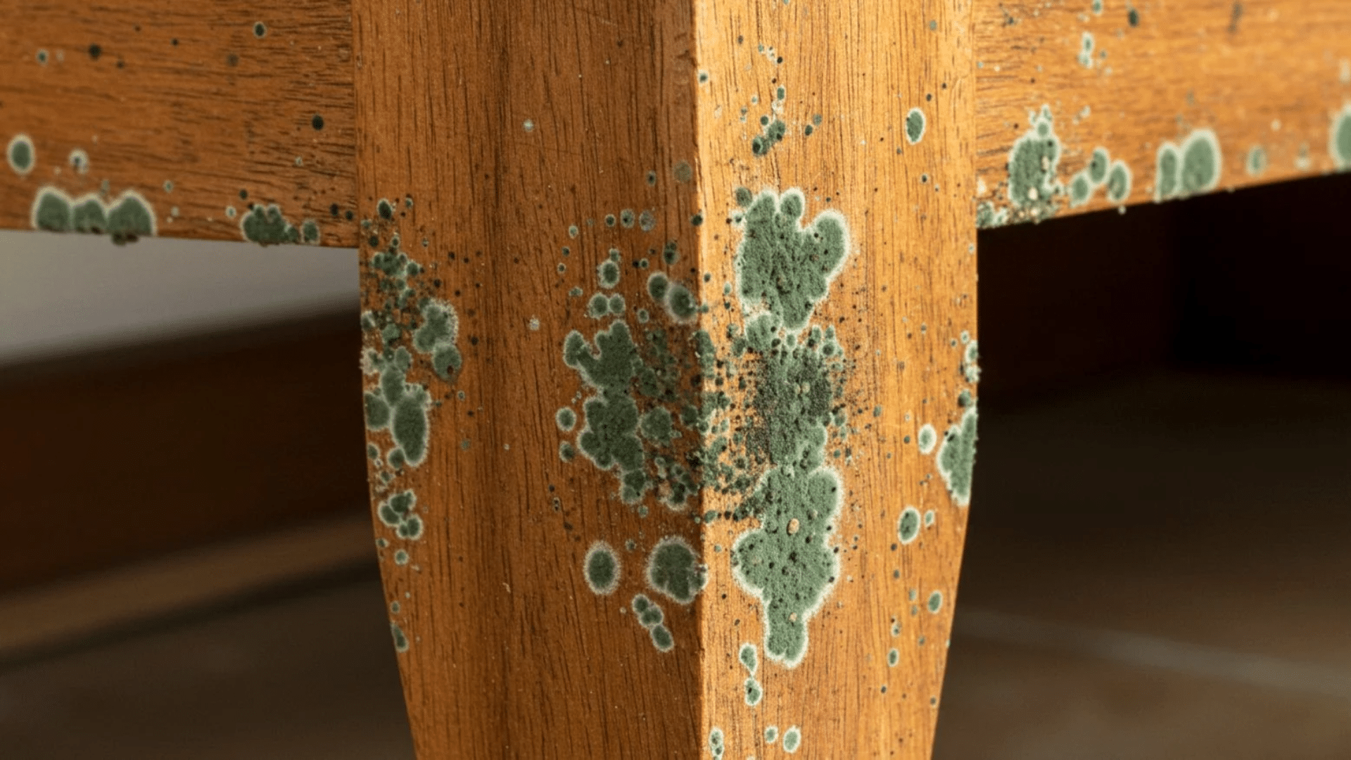 when to dispose of mouldy wooden furniture