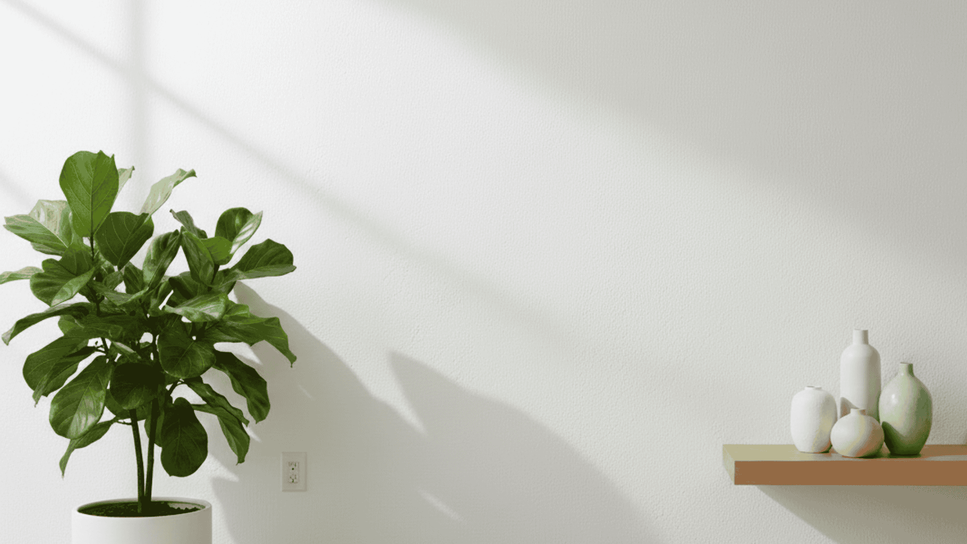 Minimalist interior with large potted fiddle-leaf fig on left, wooden floating shelf with four ceramic vases on right, against bright white wall with soft shadows (1)