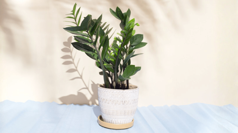 The Benefits of Keeping a ZZ Plant at Home